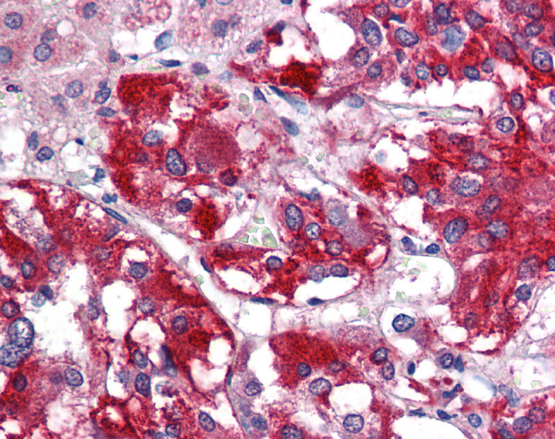 2 - Gad1 antibody - N-terminal region AI13636