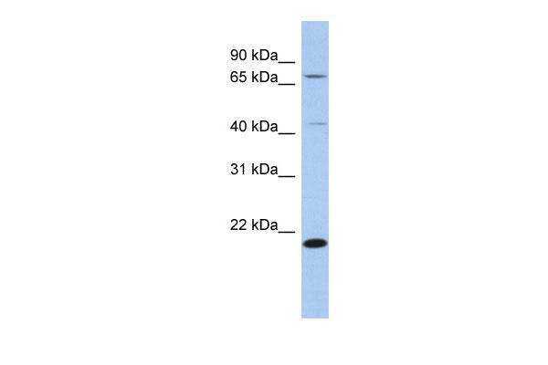 1 - AMD1 antibody - N-terminal region AI13654