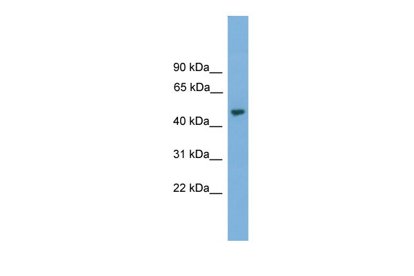 1 - NARF antibody - middle region AI13655
