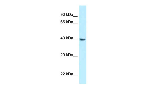 1 - Gnaq antibody - middle region AI13667