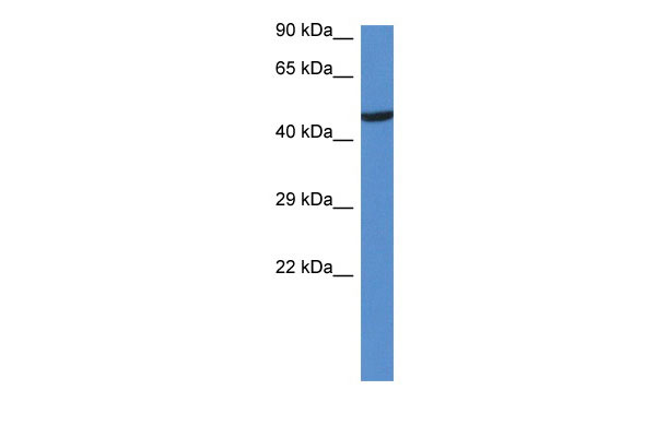 1 - Lyn antibody - N-terminal region AI13671