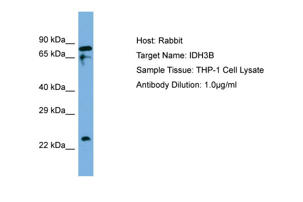1 - IDH3B Antibody - C-terminal region AI13674