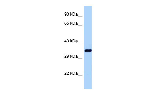 1 - Dnajb1 antibody - C-terminal region AI13688