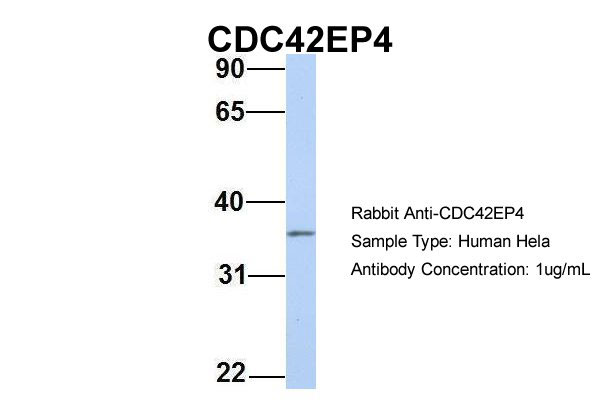 1 - CDC42EP4 antibody - N-terminal region AI13692