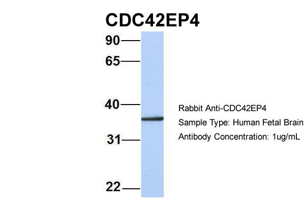 1 - CDC42EP4 antibody - N-terminal region AI13692