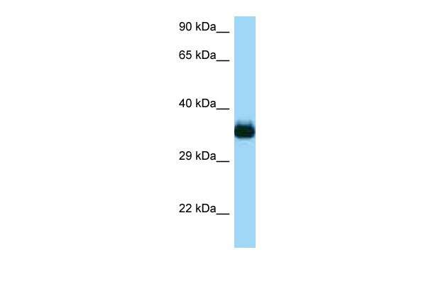 1 - Cdc42ep4 antibody - middle region AI13693