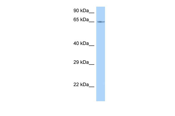 1 - Lmod1 antibody - C-terminal region AI13695