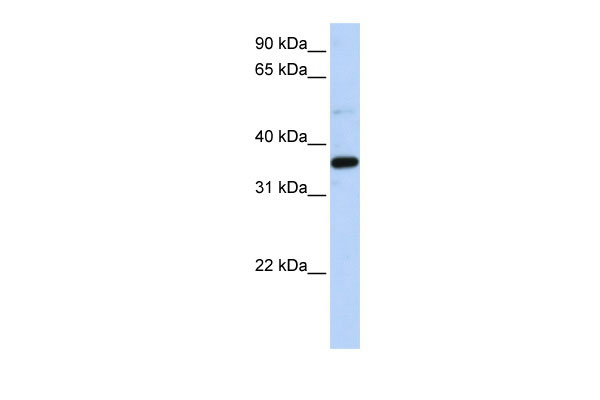 1 - LTB4DH antibody - N-terminal region AI13700