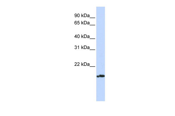 1 - PLDN antibody - middle region AI13706