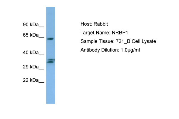1 - NRBP1 Antibody - C-terminal region AI13718