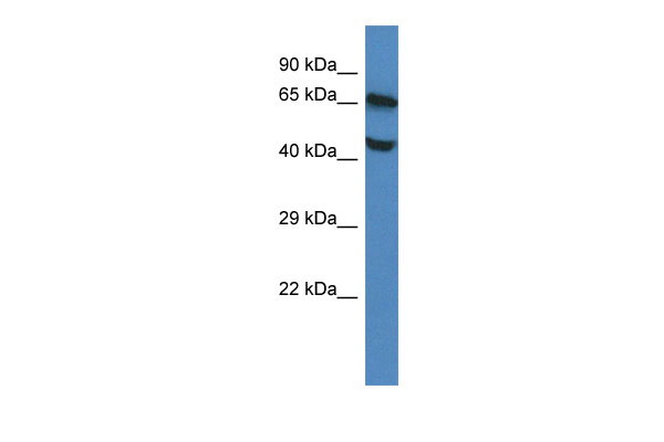 1 - Mfsd7b antibody - middle region AI13723