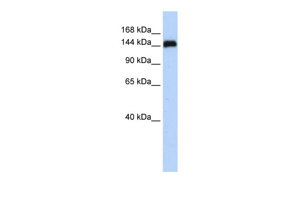 1 - KIAA0182 antibody - N-terminal region AI13742