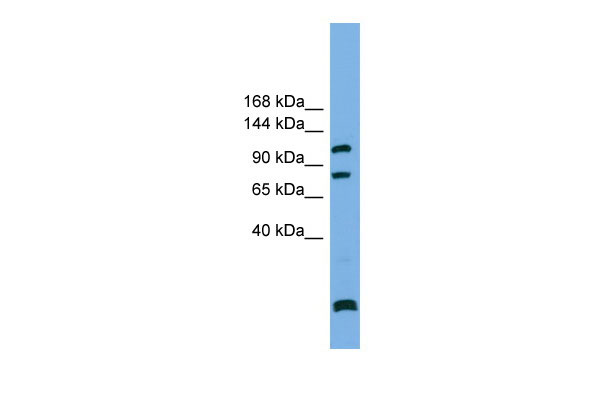 1 - PPP6R1 antibody - N-terminal region AI13745