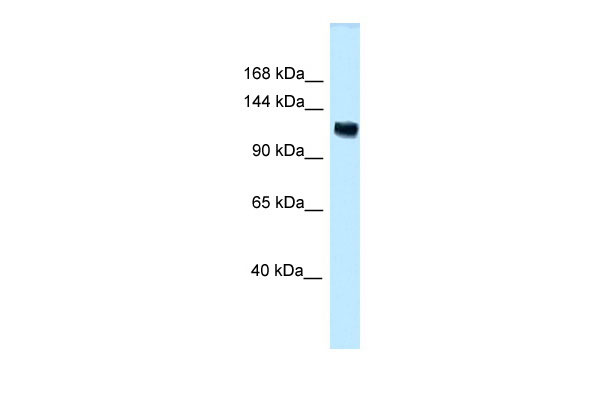 1 - Anks1 antibody - C-terminal region AI13762