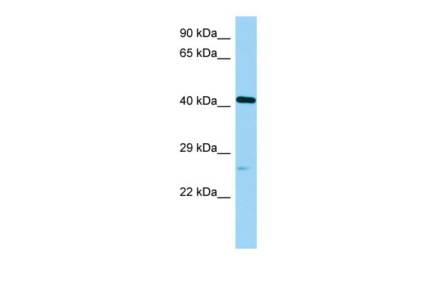 1 - Poc1a Antibody - C-terminal region AI13765