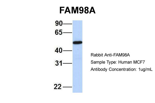 1 - FAM98A antibody - middle region AI13767
