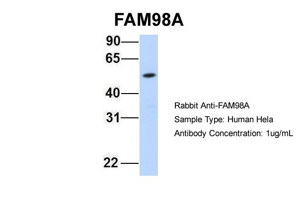 1 - FAM98A antibody - middle region AI13767