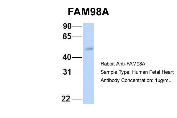 1 - FAM98A antibody - middle region AI13767