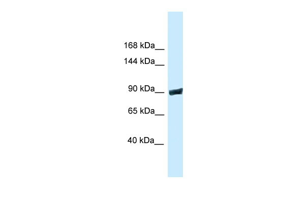 1 - Dnm3 antibody - C-terminal region AI13772