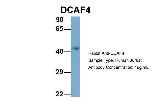 1 - WDR21A antibody - middle region AI13773