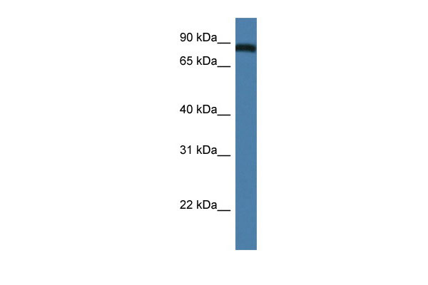 1 - Traf3ip1 antibody - N-terminal region AI13778