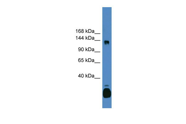 1 - C10orf12 antibody - C-terminal region AI13779