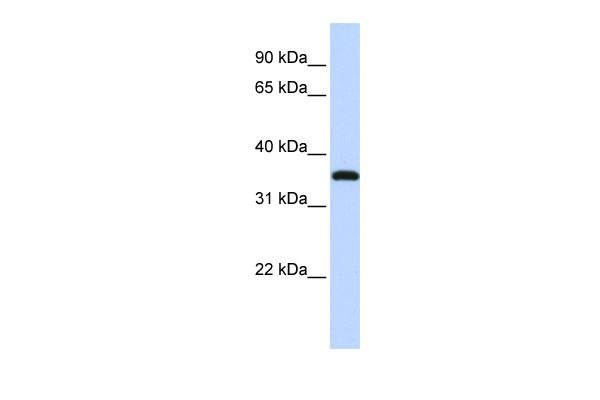 1 - VGLL3 antibody - middle region AI13782