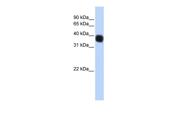 1 - SSBP3 antibody - middle region AI13787