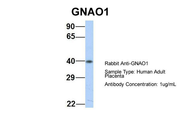 1 - GNAO1 antibody - middle region AI13794