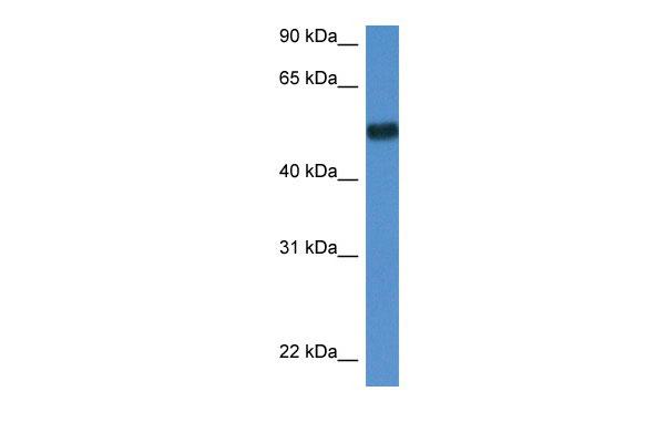 1 - Bin1 antibody - N-terminal region AI13795