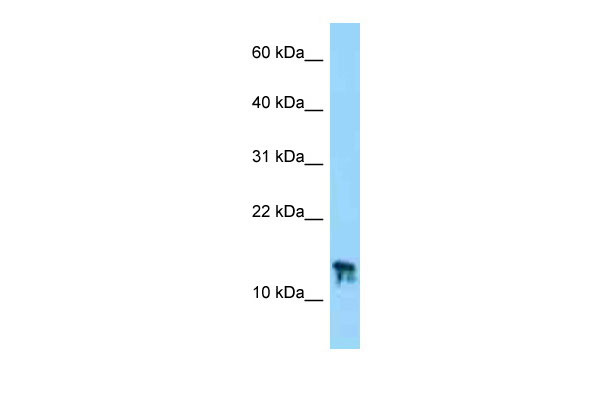 1 - 2310028H24Rik antibody - N-terminal region AI13801