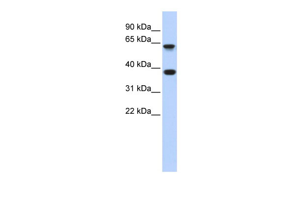 1 - EPN2 antibody - middle region AI13803