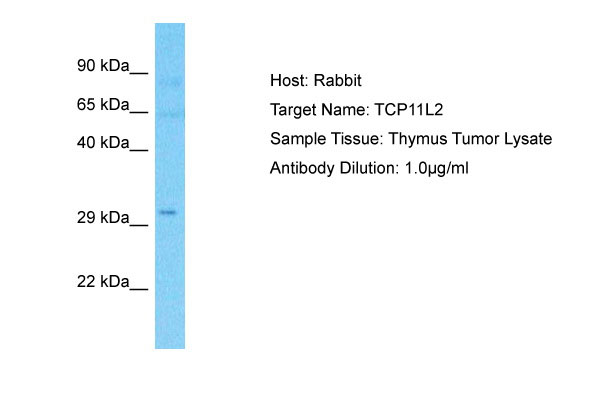 1 - TCP11L2 Antibody - C-terminal region AI13812