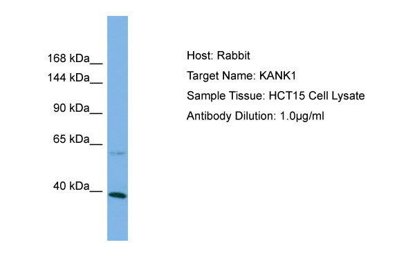 1 - KANK1 Antibody - C-terminal region AI13817