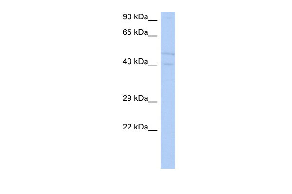 1 - SGK3 antibody - N-terminal region AI13822