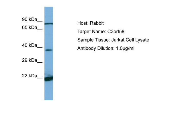 1 - C3orf58 Antibody - C-terminal region AI13824