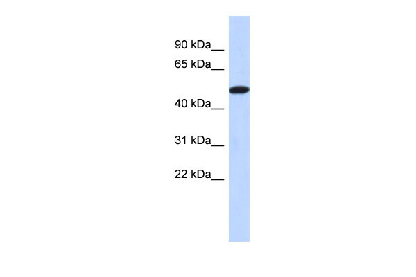 1 - TRIML2 antibody - middle region AI13826