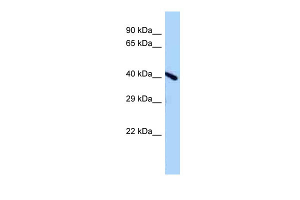 1 - A730011L01Rik antibody - middle region AI13834