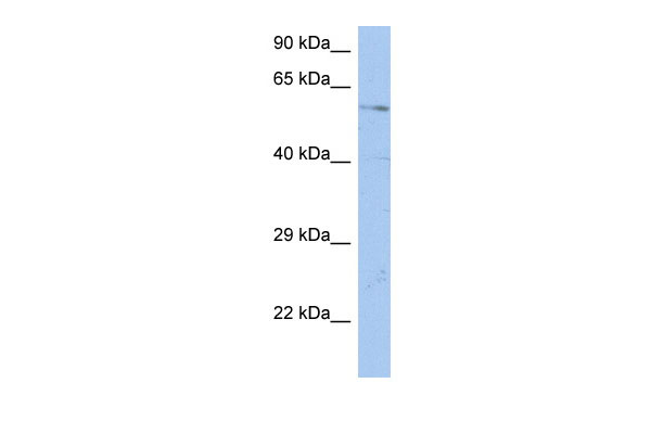 1 - DCBLD1 antibody - N-terminal region AI13837