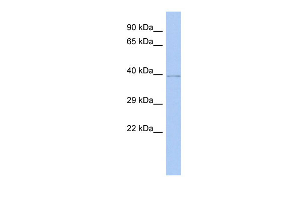 1 - WDR53 antibody - middle region AI13862