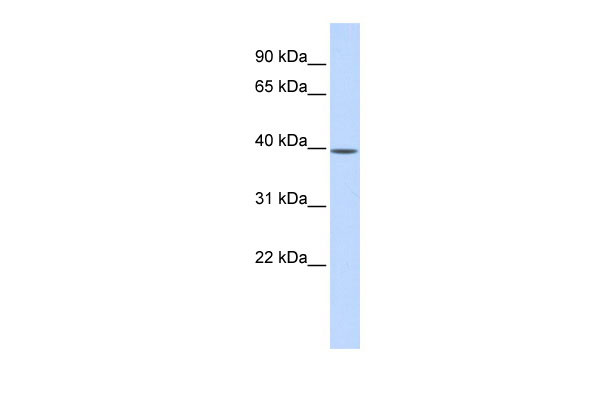 1 - MAT2B antibody - N-terminal region AI13865
