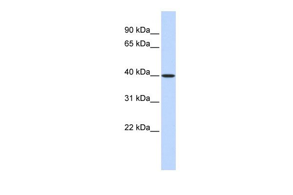 1 - MAT2B antibody - middle region AI13866