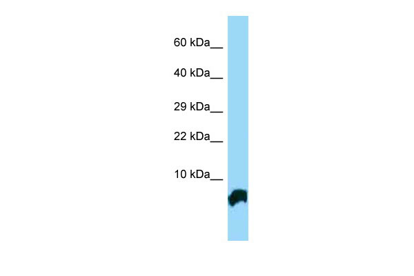 1 - Gtf2h5 antibody - N-terminal region AI13886