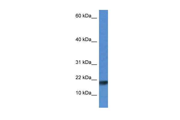 1 - Iscu antibody - N-terminal region AI13890