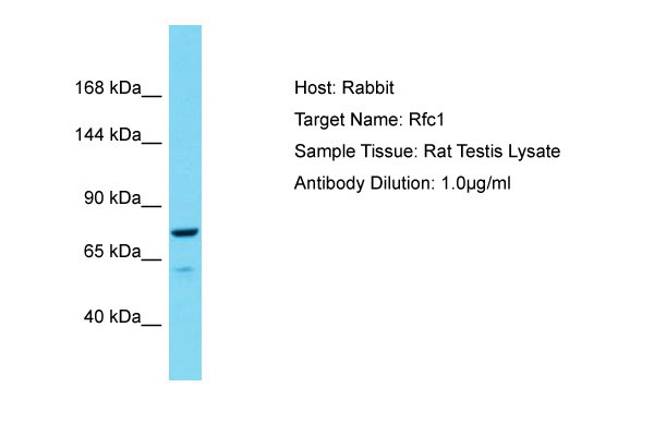 1 - Rfc1 Antibody - C-terminal region AI13955