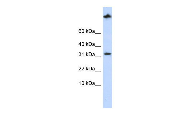1 - SCP2 antibody - middle region AI13958