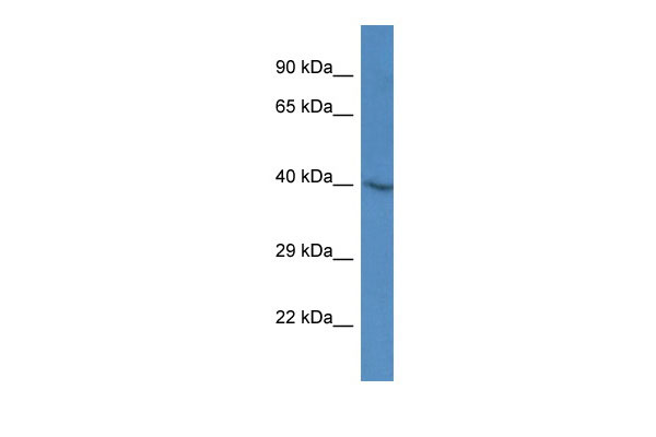 1 - Sh3gl3 antibody - middle region AI13961