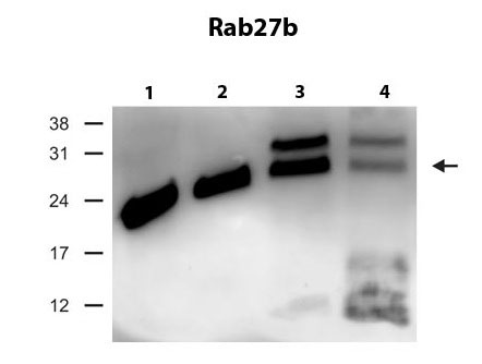 1 - Rab27b antibody - C-terminal region AI13963