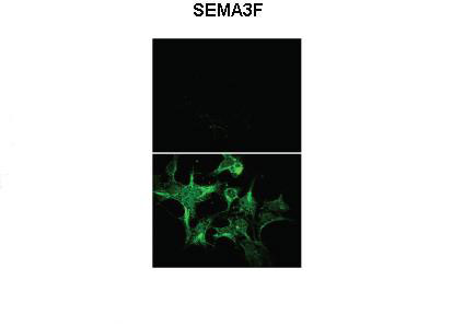 2 - Sema3f antibody - N-terminal region AI13964