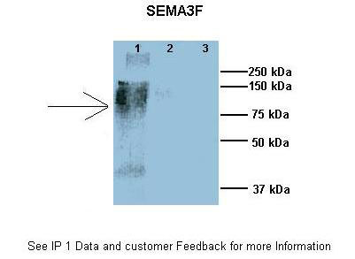 2 - Sema3f antibody - N-terminal region AI13964